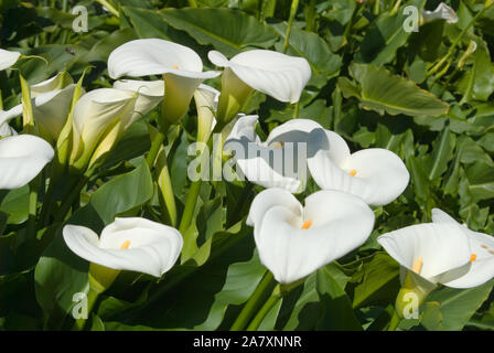 Zantedeschia aethiopica (connu sous le nom d'arum et de zantedeschia) est une espèce de la famille des Araceae Banque D'Images