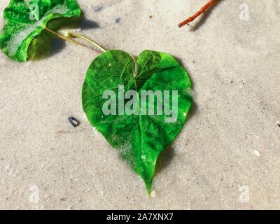 Feuilles en forme de coeur sur Jupiter Island Beach, Floride Banque D'Images