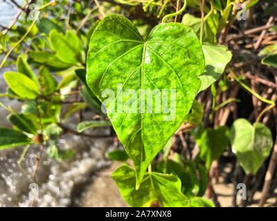 Feuilles en forme de coeur sur Jupiter Island Beach, Floride Banque D'Images