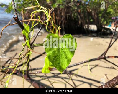 Feuilles en forme de coeur sur Jupiter Island Beach, Floride Banque D'Images