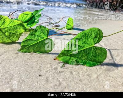 Feuilles en forme de coeur sur Jupiter Island Beach, Floride Banque D'Images