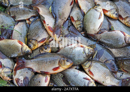 Pris crucians sur l'herbe verte. Pêche réussie. Beaucoup de carassins. Rivière fraîchement pêché le poisson. Les poissons capturés après la chance à la pêche. Le carassin carps Banque D'Images