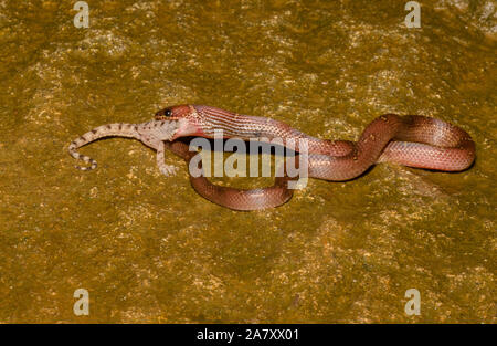 Serpent de loup commun mangeant Gecko, Lycodon aulicus, Vasai, Maharashtra, Inde Banque D'Images