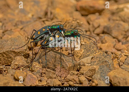 Tiger Beetle, Thane, Maharashtra, Inde Banque D'Images