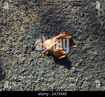 Brun-jaune séchée tombée de feuilles de peuplier se trouve sur le revêtement de bitume à la fin de l'été annonce le début de la saison d'automne automne refroidisseur. Banque D'Images