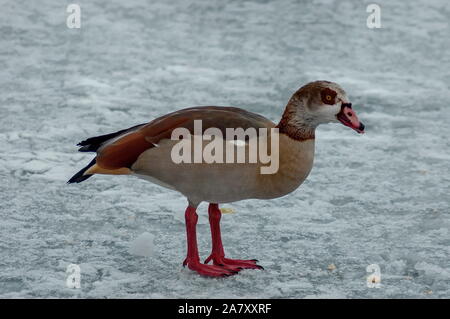 Egyptian goose sur la surface d'un lac gelé en hiver, Sofia, Bulgarie Banque D'Images