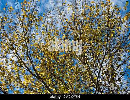 Jaune brillant et le vert des feuilles de peuplier d'automne feuillage d'arbres feuillus espèces Populus ajouter de la couleur au jardin et parc scape que feuilles de l'automne. Banque D'Images