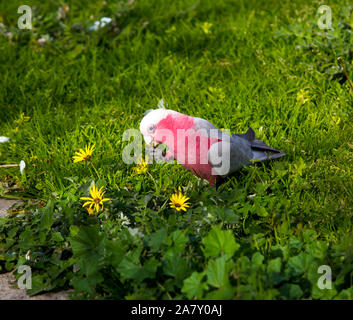 Un curieux rose et gris australiens cacatoès rosalbin Eolophus roseicapilla recherche les fleurs des mauvaises herbes cap juteux conseils pour manger de la pelouse verte dans le parc de l'estuaire. Banque D'Images