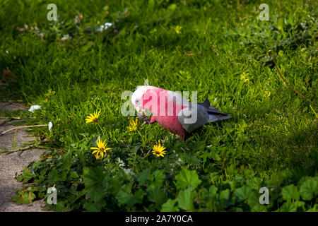 Un curieux rose et gris australiens cacatoès rosalbin Eolophus roseicapilla recherche les fleurs des mauvaises herbes cap juteux conseils pour manger de la pelouse verte dans le parc de l'estuaire. Banque D'Images