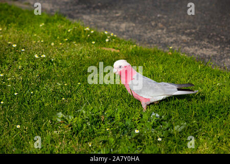 Un curieux rose et gris australiens cacatoès rosalbin Eolophus roseicapilla recherche les fleurs des mauvaises herbes cap juteux conseils pour manger de la pelouse verte dans le parc de l'estuaire. Banque D'Images