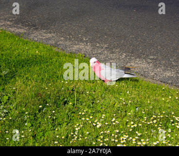 Un curieux rose et gris australiens cacatoès rosalbin Eolophus roseicapilla recherche les fleurs des mauvaises herbes cap juteux conseils pour manger de la pelouse verte dans le parc de l'estuaire. Banque D'Images