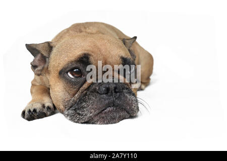 Triste brown Bouledogue français chien avec oreilles obliques allongé sur fond blanc Banque D'Images