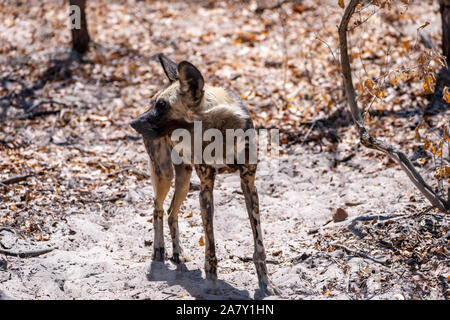 Chien sauvage d'Afrique -loup peint (Lycaon pictus) |Mana Pools National Park‏ au Zimbabwe Banque D'Images