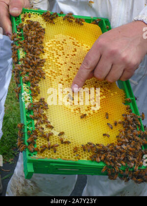 L'apiculture dans l'Australie Banque D'Images