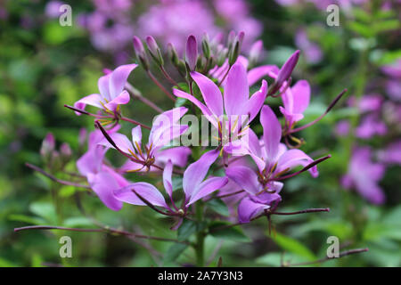 Les belles fleurs rose vif de Cleome hassleriana, communément appelé l'araignée fleur. Banque D'Images