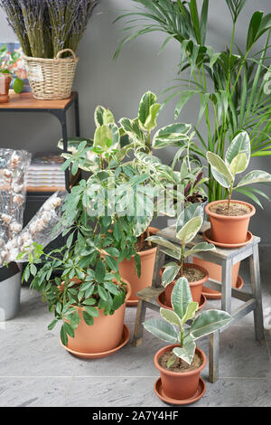 Plante verte élégante dans des pots de céramique. De nombreuses plantes différentes dans les pots de fleurs fleurs en magasin. Boutique Jardin Banque D'Images