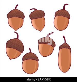 Les glands de chêne. vector illustration fruit Illustration de Vecteur