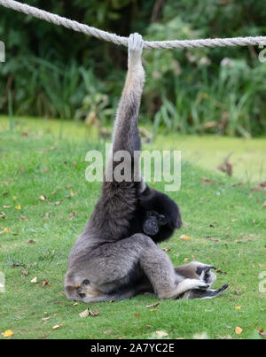 Gibbon argenté sur l'herbe, suspendu à une corde, selective focus Banque D'Images