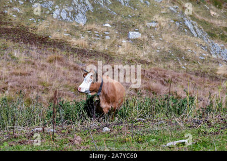 Une vache se reposant dans un pâturage de la Colle Fauniera dans le col de montagne Alpes Cottiennes du Piémont à la fin de l'été, le Castelmagno, Val Grana, Cuneo, Italie Banque D'Images