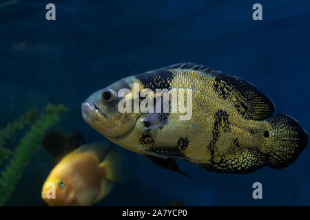 Les cichlides tropicaux dans l'aquarium. Image sous-marine de poissons tropicaux. Poisson Astronotus Banque D'Images