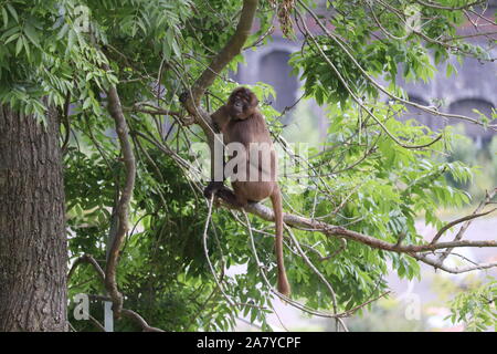 Jeune homme babouin gelada, Ambo (Theropithecus gelada) Banque D'Images