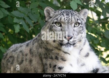 Femme Snow Leopard, Taïga (Panthera uncia) Banque D'Images