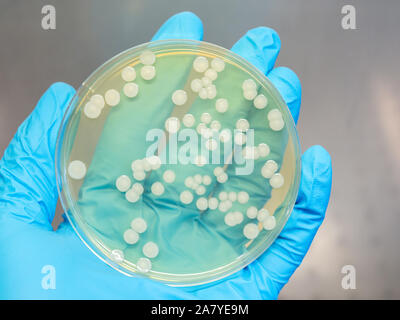 Main tenant une boîte de pétri avec les colonies de bactéries isolées dans un flux laminaire d'un laboratoire d'bacteriologial Banque D'Images