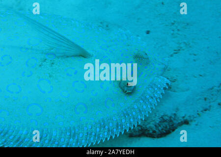 Peacock flet Poisson (Bothus lunatus) camouflé sur fond de sable de la mer des Caraïbes Banque D'Images