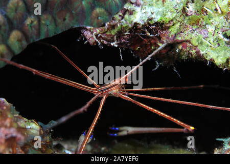 Yellowline crabe flèche (Stenorhynchus seticornis) sous l'eau dans la mer des caraïbes de Bonaire Banque D'Images