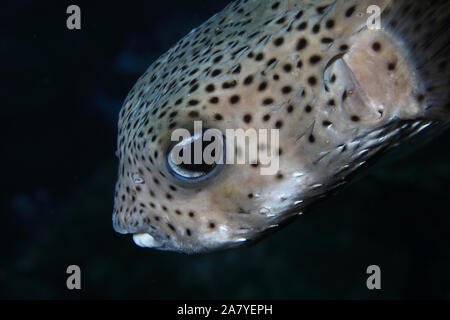 Black spotted porcs-épics (Diodon hystrix) dans les eaux des Caraïbes de Bonaire Banque D'Images