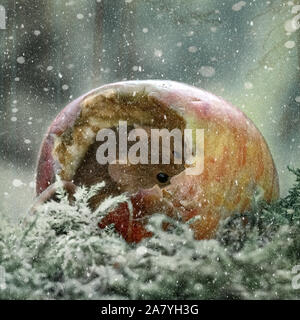 Une espèce de peeps dans un apple alors que sa neige (Micromys minutus) Banque D'Images