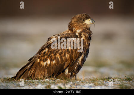 La pygargue à queue blanche (Haliaeetus albicilla), en hiver, assis sur une neige. Banque D'Images