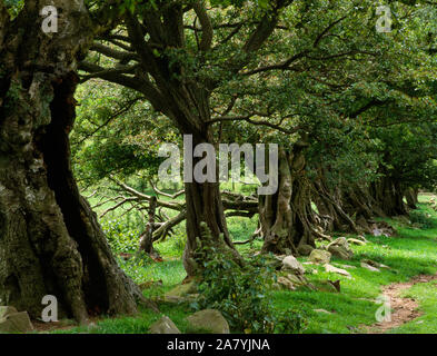 Noueux, tordus et à partage de creux arbres épineux de vieille piste sud ouest de Brithdir Mawr, mcg, Llydan Cilcain, Flintshire, au nord du Pays de Galles. Banque D'Images