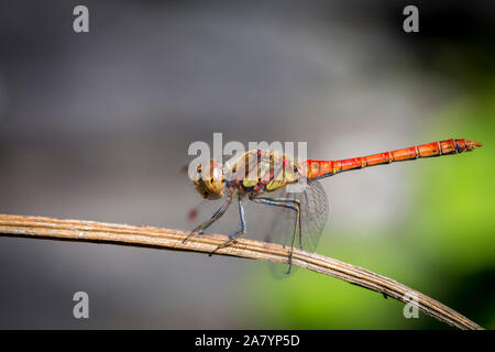 Libellule rouge et vert à proximité d'un creek Banque D'Images