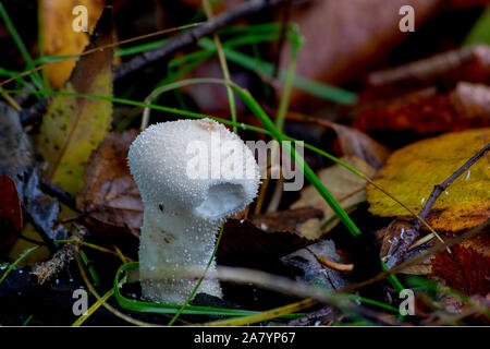 Les jeunes Vesse-de-commune (Lycoperdon perlatum) sur le sol de la forêt de champignons forestiers en Europe. Banque D'Images