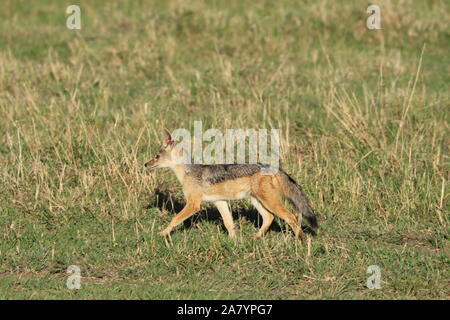 Le chacal à dos noir jeunes (canis mesomelas) dans la savane africaine. Banque D'Images