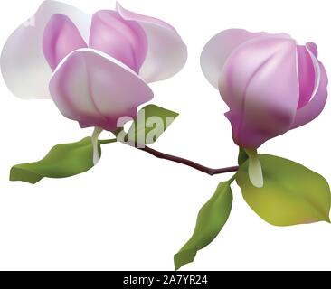 Magnolia fleurs contre un vecteur de l'herbe verte ; Illustration de Vecteur