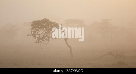 Windswept arbre dans la brume matinale, plus chaud, large format paysage, Ol Pejeta Conservancy, Laikipia, Kenya, Africa Banque D'Images