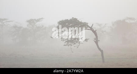 Windswept arbre dans la brume matinale, refroidisseur, large format paysage, Ol Pejeta Conservancy, Laikipia, Kenya, Africa Banque D'Images