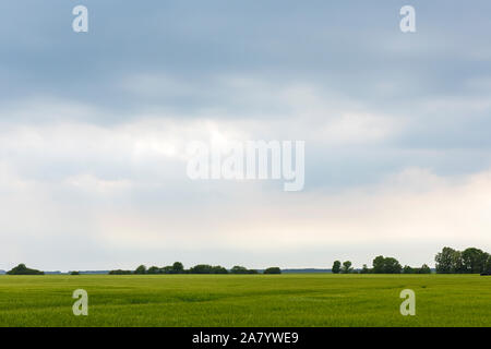 Schaprode, Rügen, Getreidefeld, Bauminsel, Boddenlandschaft Banque D'Images