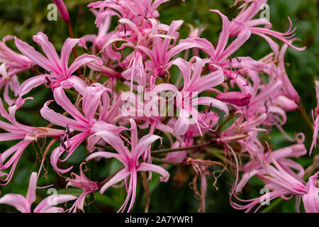 Jonathan Cerrada-mon paradis Bowdenii glowers en rose. Grand groupe de fleurs. Amaryllidaceae famille. Hebaceous floers rose et feuillage vert. Banque D'Images