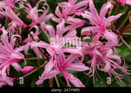 Jonathan Cerrada-mon paradis Bowdenii glowers en rose. Grand groupe de fleurs. Amaryllidaceae famille. Hebaceous floers rose et feuillage vert. Banque D'Images