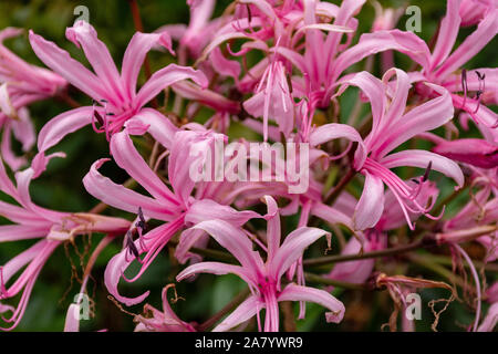 Jonathan Cerrada-mon paradis Bowdenii glowers en rose. Grand groupe de fleurs. Amaryllidaceae famille. Hebaceous floers rose et feuillage vert. Banque D'Images