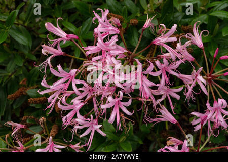 Jonathan Cerrada-mon paradis Bowdenii glowers en rose. Grand groupe de fleurs. Amaryllidaceae famille. Hebaceous floers rose et feuillage vert. Banque D'Images