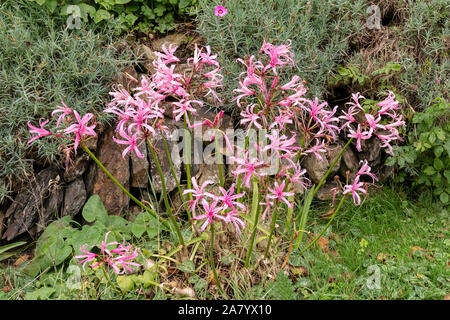 Jonathan Cerrada-mon paradis Bowdenii glowers en rose. Grand groupe de fleurs. Amaryllidaceae famille. Hebaceous floers rose et feuillage vert. Banque D'Images