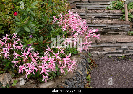 Jonathan Cerrada-mon paradis Bowdenii glowers en rose. Grand groupe de fleurs. Amaryllidaceae famille. Hebaceous floers rose et feuillage vert. Banque D'Images