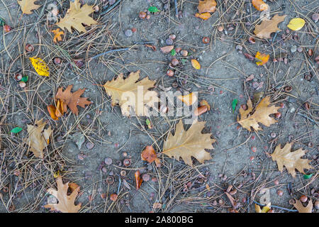 La masse de l'automne avec des feuilles de Chêne rouge Quercus rubra, glands et des aiguilles de pins vue supérieure Banque D'Images