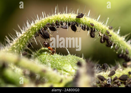Les pucerons et fourmis sur une plante verte, la symbiose et la faune cohabitent des insectes, closeup Banque D'Images
