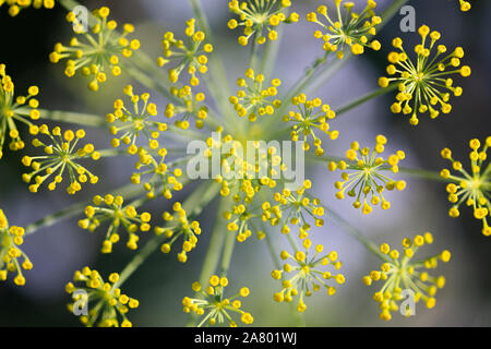 Vue de dessus, l'aneth Anethum graveolens plante en fleurs, à l'âge d'or, herbe sauvage Banque D'Images