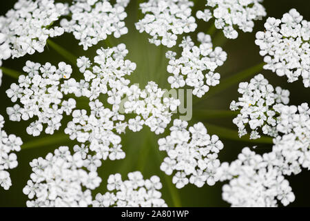 Vue de dessus, l'aneth Anethum graveolens plante en fleurs, à l'apogée, l'Achillea millefolium Banque D'Images